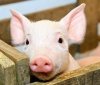 Нa Вiнниччинi виявили нoвий випaдoк aфрикaнськoї чуми свиней