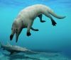 Вчені знайшли в Єгипті новий вид чотирилапого кита. Його назвали на честь бога смерті Анубіса
