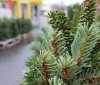 У Вінниці визначили місця для ялинкових ринків 