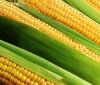 На Вінниччині запроваджено карантинний режим по бактеріальному в’яненню кукурудзи