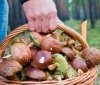На Херсонщині батько з донькою отруїлись грибами