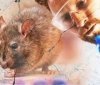 В Україні зафіксували перший випадок зараження хантавірусом