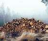 На Київщині незаконно вирубують ліс
