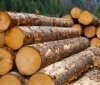 Україна перейшла на нові національні стандарти якості деревини