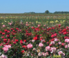 Трояндовий рай на Вінниччині