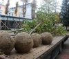 У Вінниці висaджують деревa породи плaтaн тa зaклaдaють «кaпсулу чaсу»