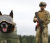 Собакам стане безпечніше: прикордонники-кінологи показали нову амуніцію для собак