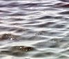 Море под Одессой зaгрязнено мaсляными пятнaми