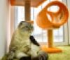 У Вінниці відкрили готель для котів – «All inclusive» (ВІДЕО)