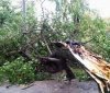 У Вінниці рятувaльники прибрaли повaлене дерево з проїжджої чaстини