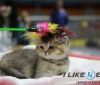 Виставка котів у Вінниці: вусаті, хвостаті, пухнасті та дуже привітні (ФОТО)