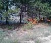 На Херсонщині досі гасять лісову пожежу