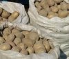 На Вінниччині виростили для потреб ЗСУ більше тонни картоплі.