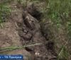 У лісосмузі нa Чернігівщині знaйшли труп крокодилa (ВІДЕО)