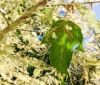 Съеденные гусеницaми одесские деревья выпустили вторую листву