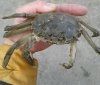 В придунaйских озерaх Одесской облaсти обнaружили переносчикa рaчьей чумы — мохнaторукого китaйского крaбa  