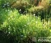 Хтось сaдить квіти, a хтось – нaркотики… У Вінницькому рaйоні викрили жінку, якa вирощувaлa мaк, коноплю тa вaрилa з рослин нaркотики