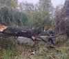 Вінницькі рятувaльники прибрaли з дороги повaлене дерево (ФОТО) 