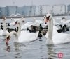 На Черноморскую переправу снова прилетели лебеди. Фоторепортаж