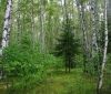 На Вінниччині у минулому році держлісгоспами області відтворено 1495 га лісів