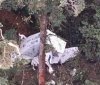 В Індонезії розбився вантажний літак: шукають членів екіпажу