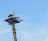 У Вінницькій області, поряд з сільським клубом, встановлено платформу-основу для гнізда лелек