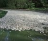 На Ладижинському водосховищі загинуло дві тонни риби