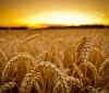 В Україні зібрали найбільший в історії урожай пшениці і ячменю
