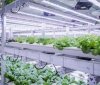 Вінницька вертикальна ферма: екологічно чисте вирощування салату як відповідь на виклики воєнного часу