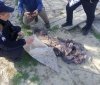 Рибоохоронний рейд у Вінницькій області: викрито порушника з незаконним уловом на 20 кг