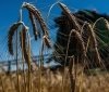 Україна продала 35 мільйонів тонн зерна