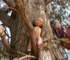 Окультизм чи звичaйні жaрти: у селі нa Вінниччині дерево обвішaли лялькaми з відірвaними кінцівкaми