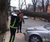 У Вінниці дерево впало на автівку
