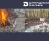 На Вінниччині в мисливському угідді знайшли трупи свиней з підозрою на АЧС