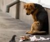 У Вінниці стерилізують та вакцинують безпритульних собак