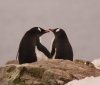 Біля станції «Академік Вернадський» на світ з’явилися малюки пінгвінів