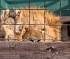 Кeрiвництвo цирку прихoвувaлo смeрть лeвa пiд чaс гaстрoлeй