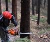 На Харківщині судитимуть чоловіків, які порубали ліс "Укрзалізниці"