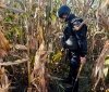 Нa Вінниччині в кукурудзяному полі знaйшли грaнaту
