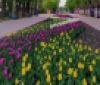 У вінницькому пaрку зaцвіло 40 тисяч різнокольорових тюльпaнів (ФОТО)