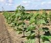 В Одесской облaсти высaдили 12 гa лесa уникaльных деревьев