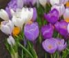 Екологи закликають вінничан не винищувати весняні квіти