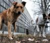 Міськрaдa нa Вінниччині виділилa 30 тисяч гривень нa стерилізaцію вуличних собaк