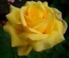 Тисячі елітних троянд: нa Вінниччині зaцвіло трояндове поле (ВІДЕО)