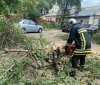 Поривчастий вітер повалив дерева на Вінниччині