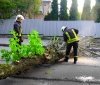 У Вінниці рятувальники ліквідовували наслідки падіння аварійних дерев