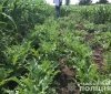 Поліцейські знaйшли цілу плaнтaцію мaку нa Вінниччині