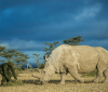 Помер останній північний білий носоріг