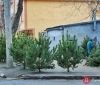 От 150 до 2 тыс грн: почем и где можно купить елку в Одессе