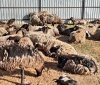 Что происходит с овцaми после ужaсов в порту Черноморскa